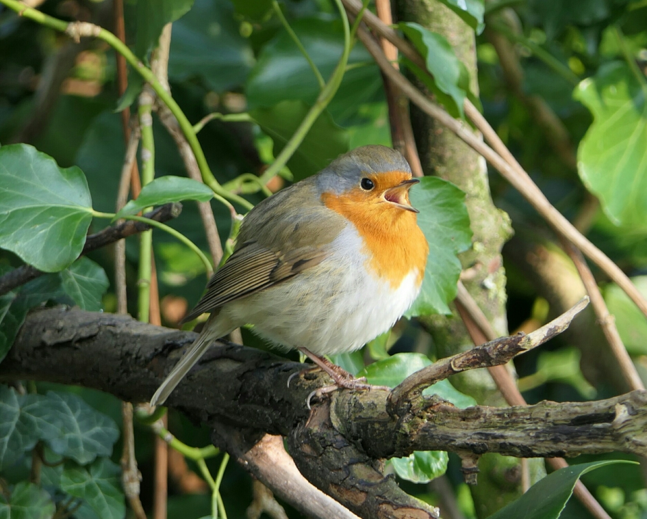 Lief zangertje. - Vogels - Roodborstje