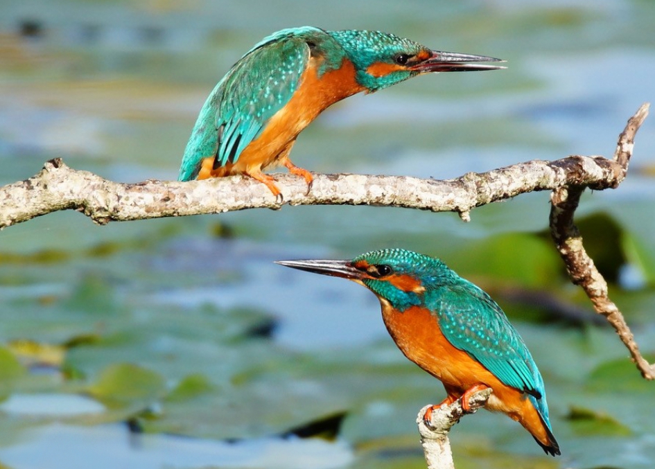 Liefde - Vogels - IJsvogels