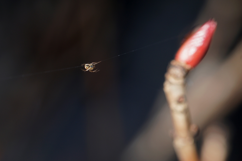 Long way - Geleedpotigen - 