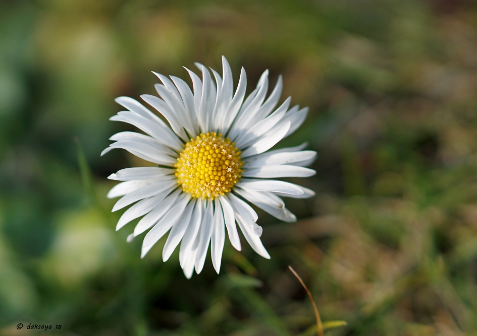 Madeliefje - Planten - 