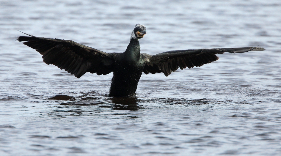 Maestro - Vogels - Aalscholver