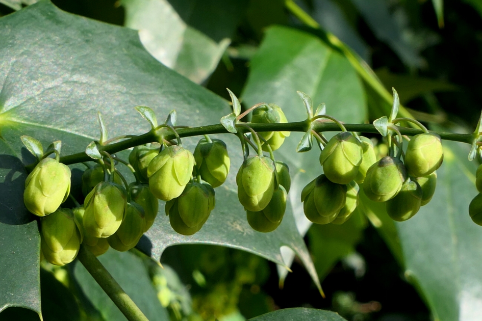 Mahoniestruik - Planten - Mahoniestruik