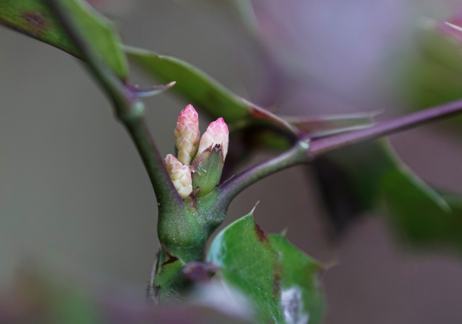 Mahoniestruik knoppen - Planten - 