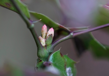 Mahoniestruik knoppen