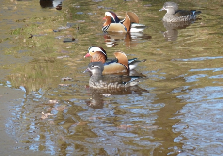mandarijnpaartjes