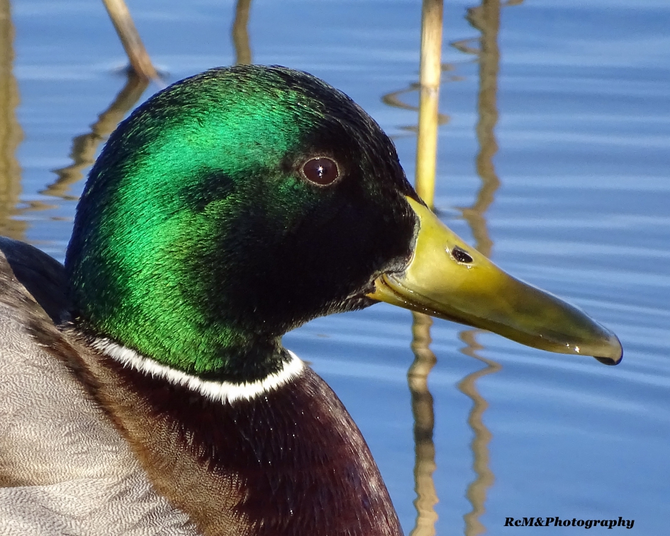 Mannetjes eend (woerd). - Vogels - Eend (woerd).