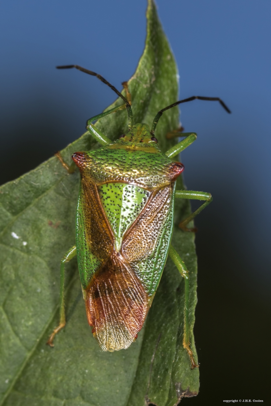 Meidoornkielwants - Geleedpotigen - Meidoornkielwants