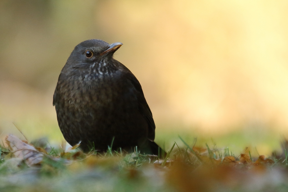 merel -v- - Vogels - 