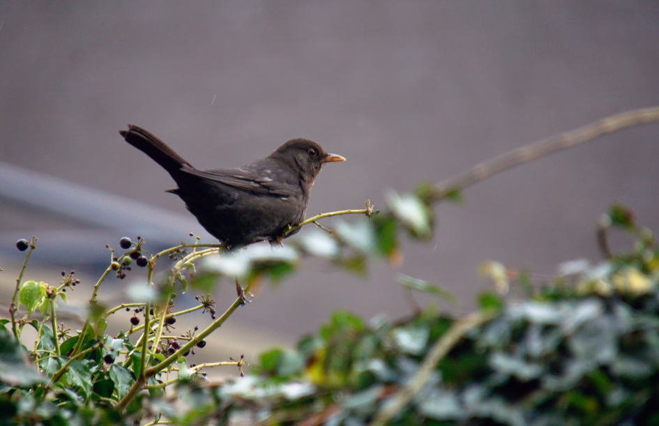 Merel in de hedera - Vogels - 