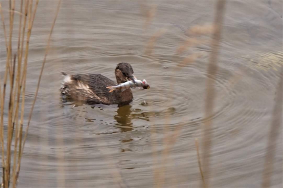 Met baars - Vogels - Dodaars
