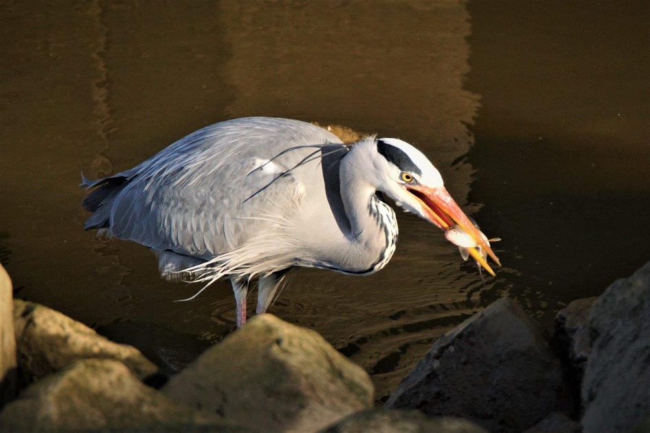 Met vis - Vogels - Blauwer reiger
