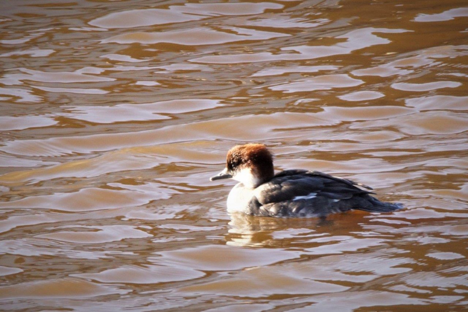 Mevrouw - Vogels - Nonnetje vrouw