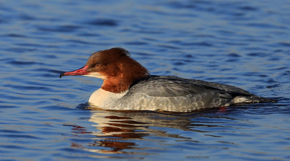 Mevrouw Zaagbek - Vogels - Grote Zaagbek
