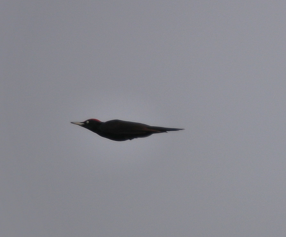 Mijn eerste zwarte Specht - Vogels - Zwarte Specht