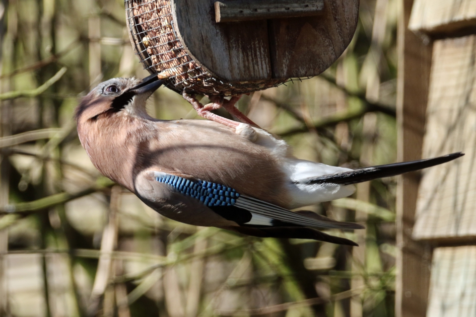Mmm, pinda's - Vogels - Gaai