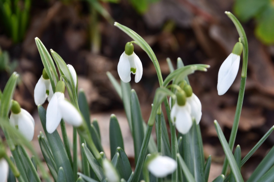 Mooi in de zon.. - Planten - 