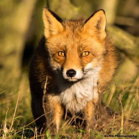 Mooie ogen, van de vos.