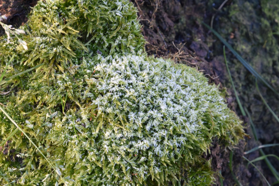 Mos aan de voet van een boom.. - Planten - 