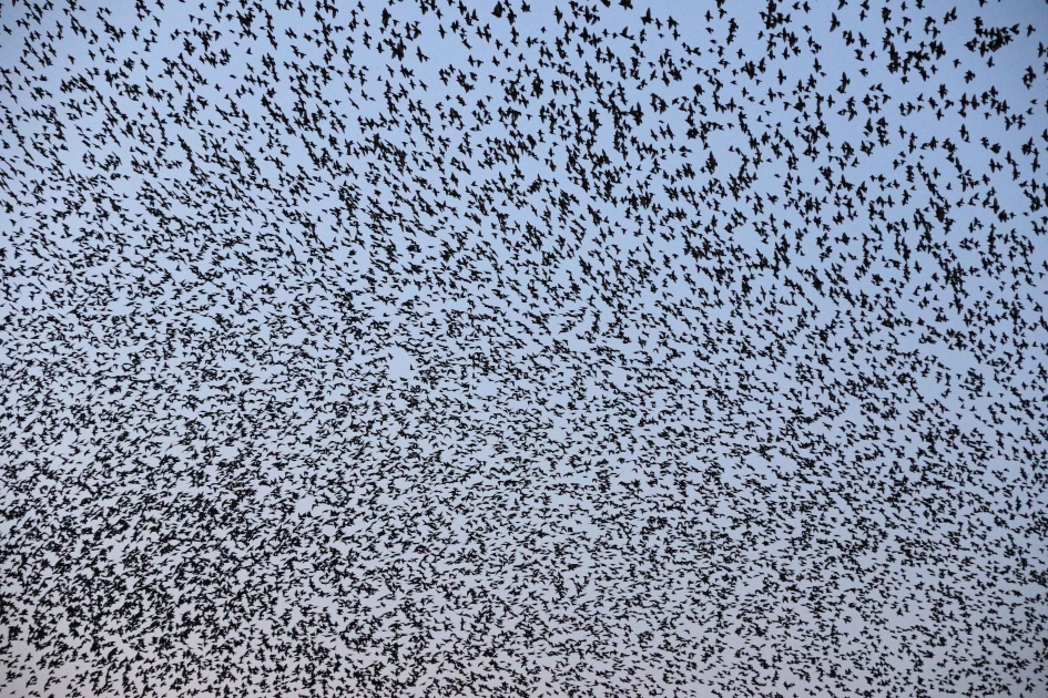 Hé , een spreeuw! - Vogels - Spreeuwen