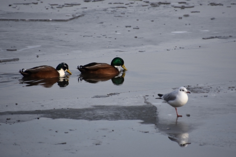 Nog zwemmen tussen het ijs