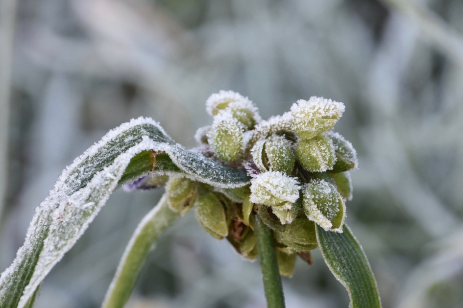 Nachtje vorst - Planten - 