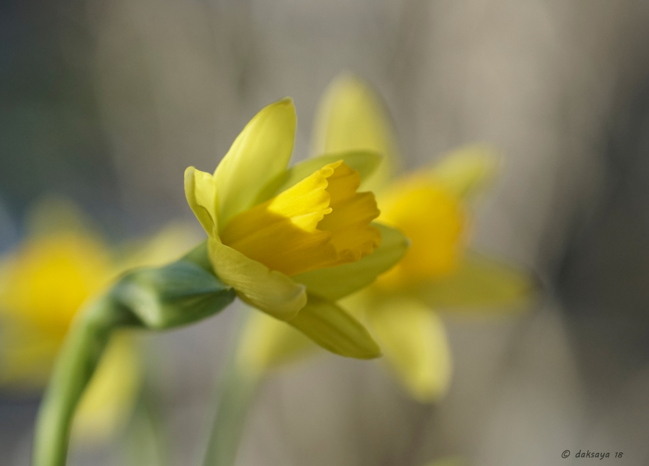 Narcis - Planten - 