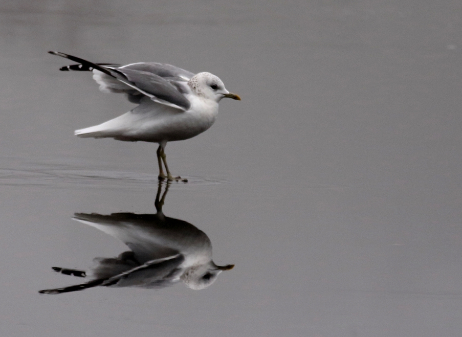 natte pootjes - Vogels - 