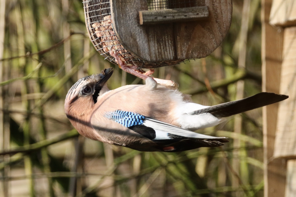 Niet zo handig als een specht... - Vogels - Gaai