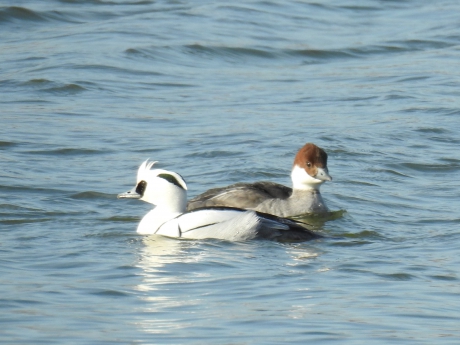Nonnetjes man en vrouw