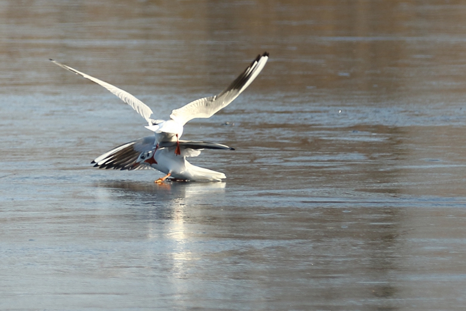 oeps, foute landing - Vogels - 