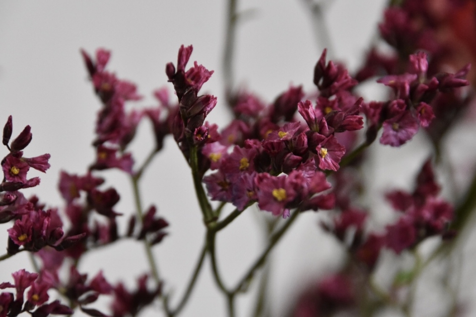 Onbekend - Planten - 