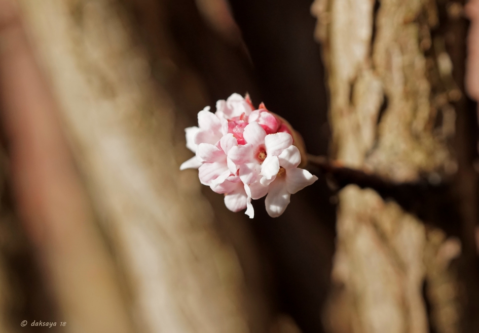 Ondanks... - Planten - 