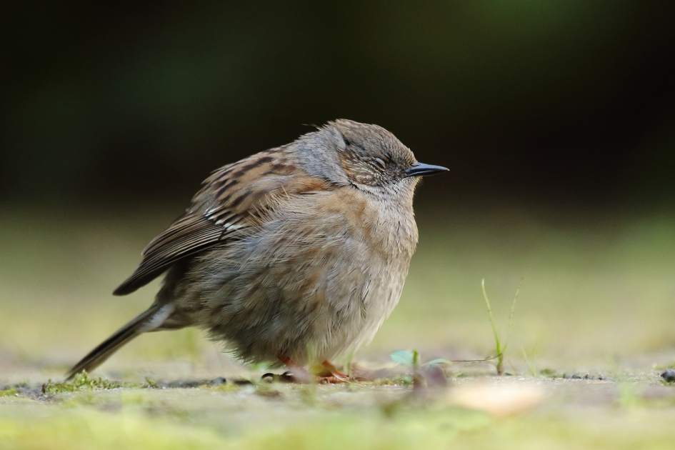 oogjes toe - Vogels - 