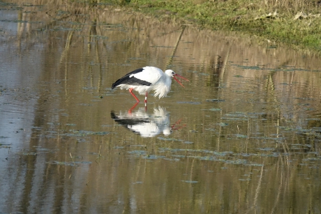 Ooievaar met regenworm