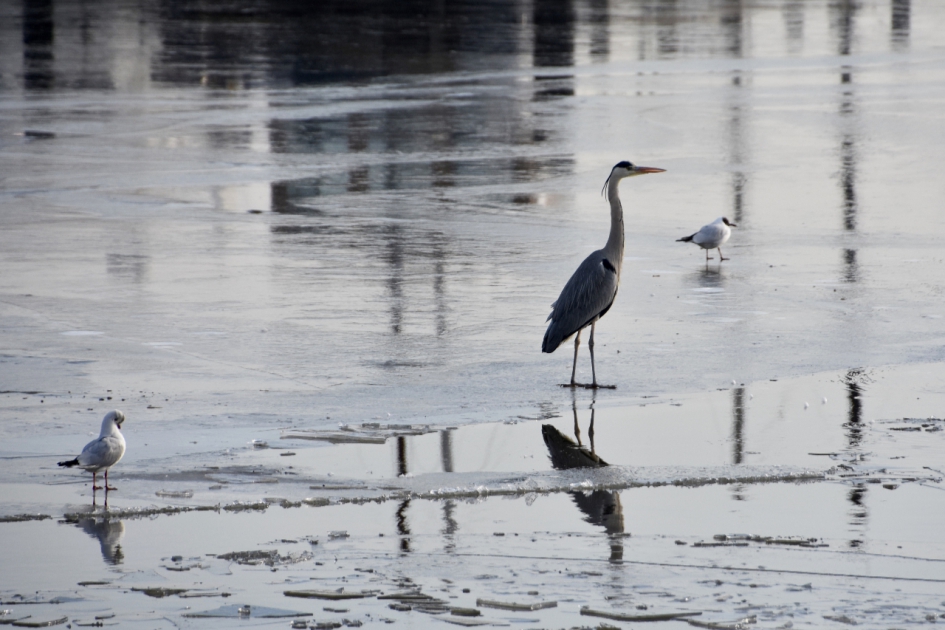 Op de uitkijk - Vogels - 
