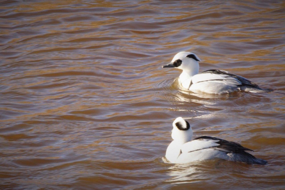 Op stap - Vogels - Nonnetje  man
