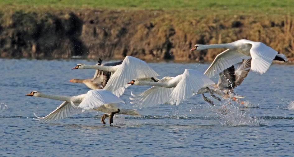 Opstijgende zwanen - Vogels - Knobbelzwanen