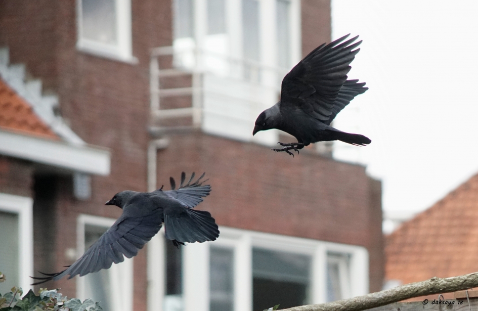 Opvliegende kauwen - Vogels - kauw