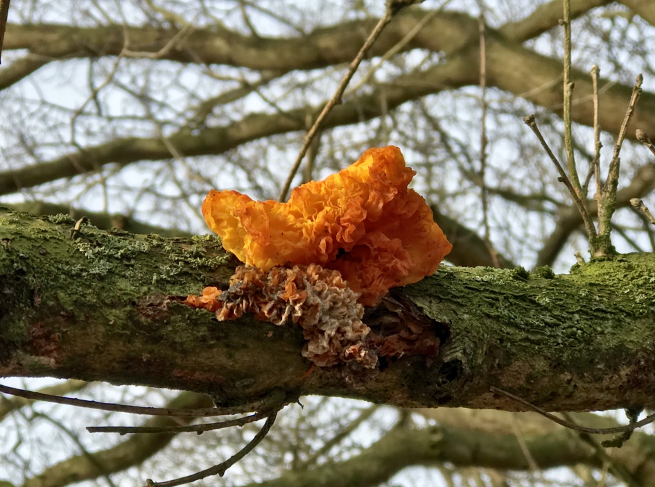 Oranje trilzwam - Schimmels - Oranje trilzwam
