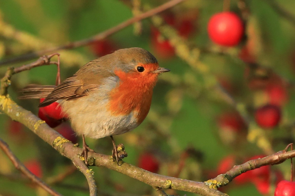 Oranjeborst - Vogels - Roodborst