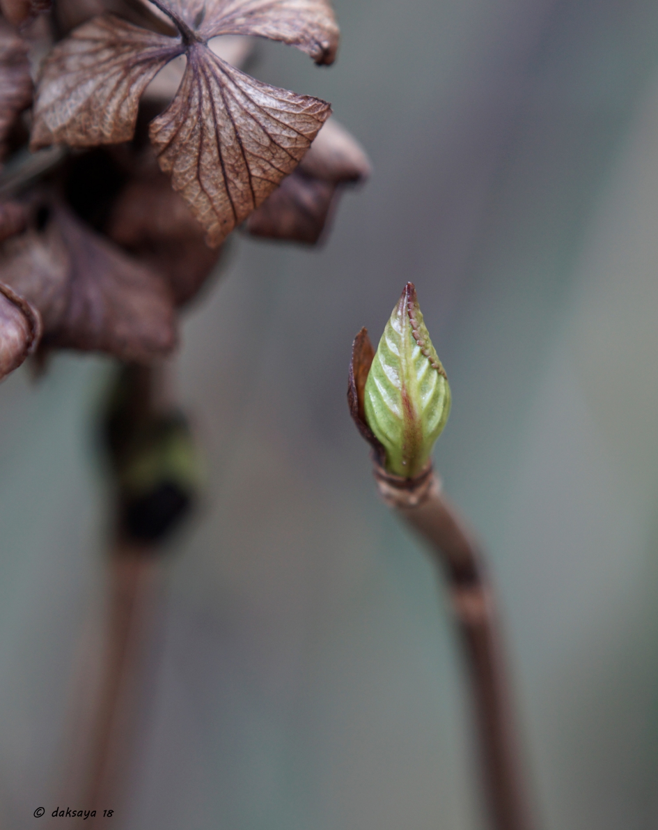 Oud en nieuw - Planten - Hortensia