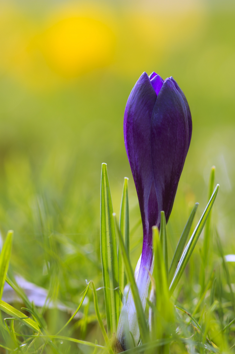 Paarse krokus - Planten - 