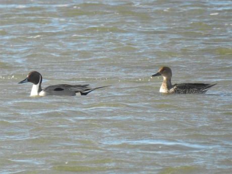 Paartje pijlstaarteenden