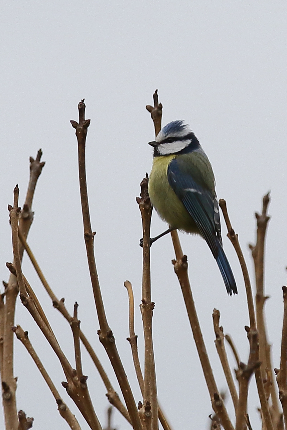 pimpelmees - Vogels - 