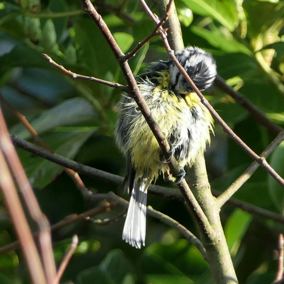 Pimpelmees - Vogels - Pimpelmees