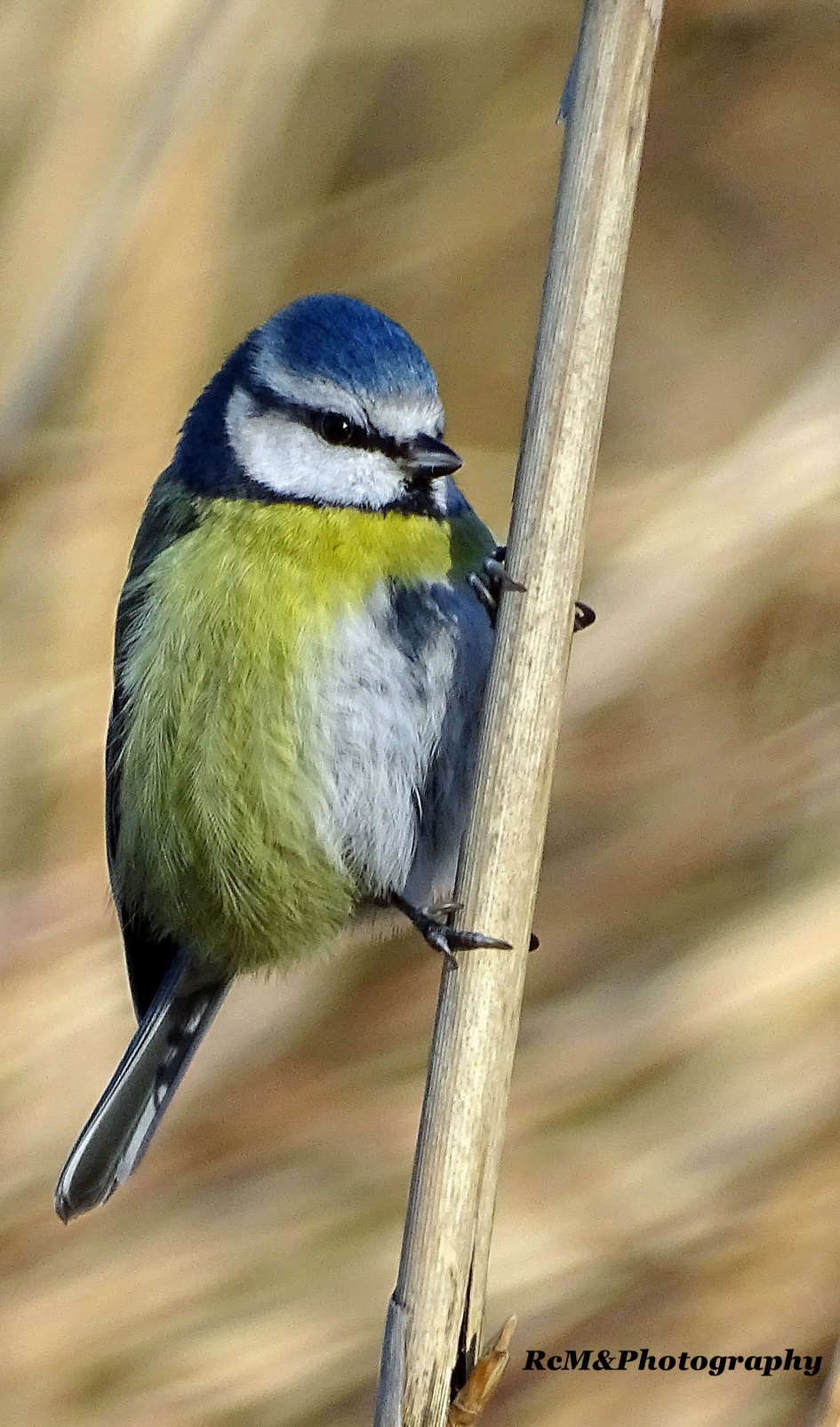 Pimpelmees - Vogels - Pimpelmees