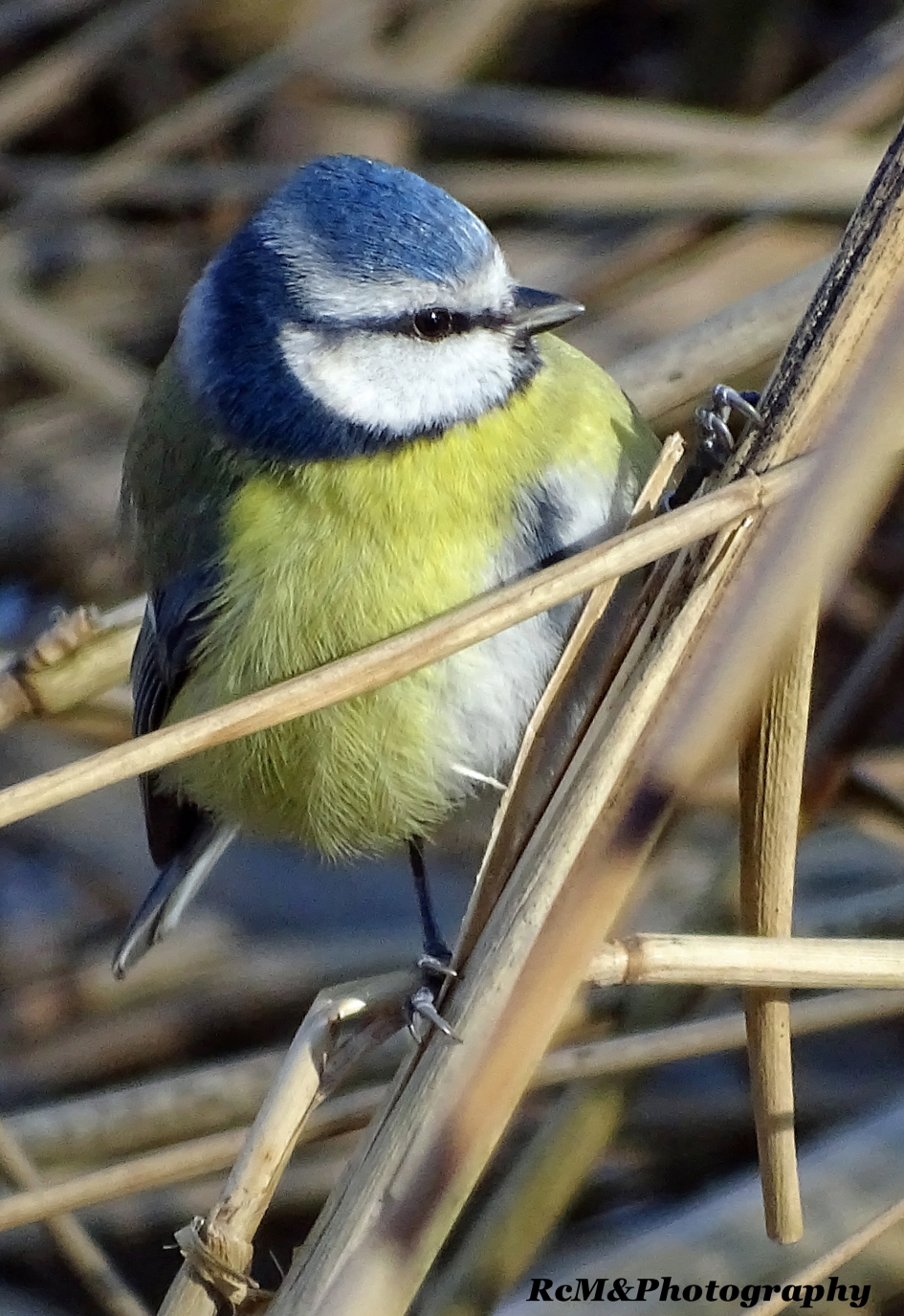 Pimpelmees - Vogels - Pimpelmees