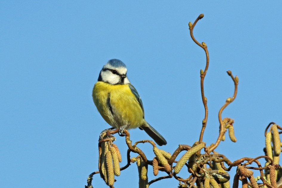 Pimpelmees - Vogels - 