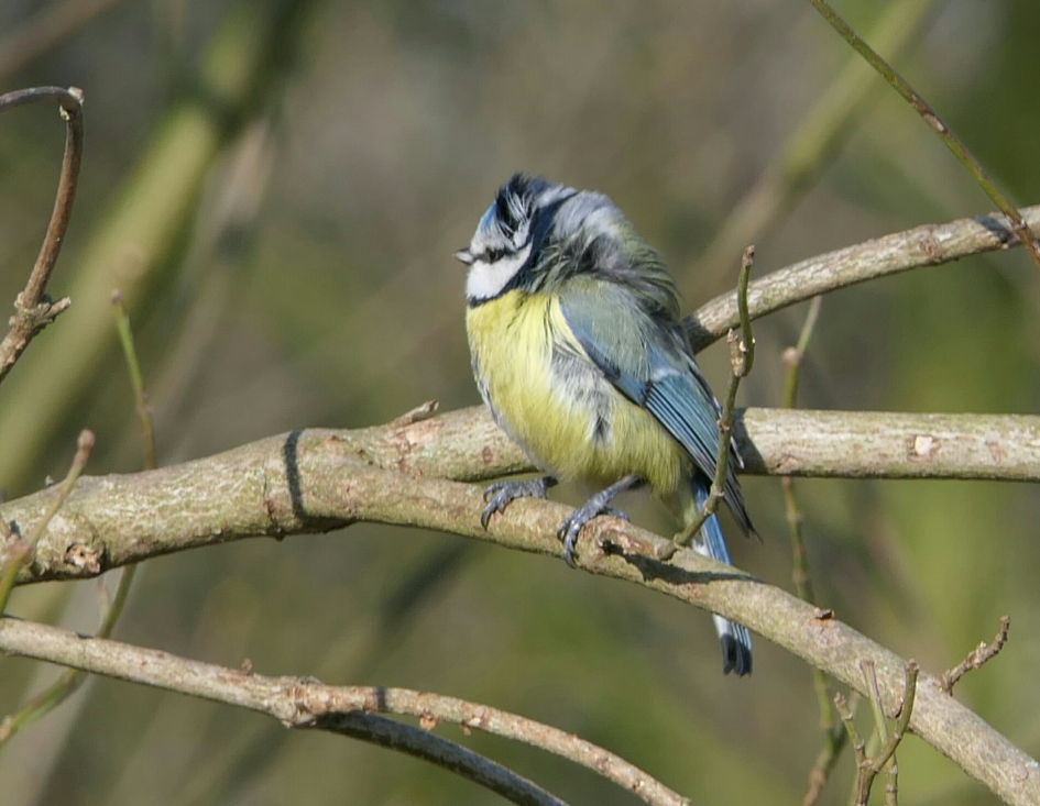 Pimpelmees - Vogels - Pimpelmees