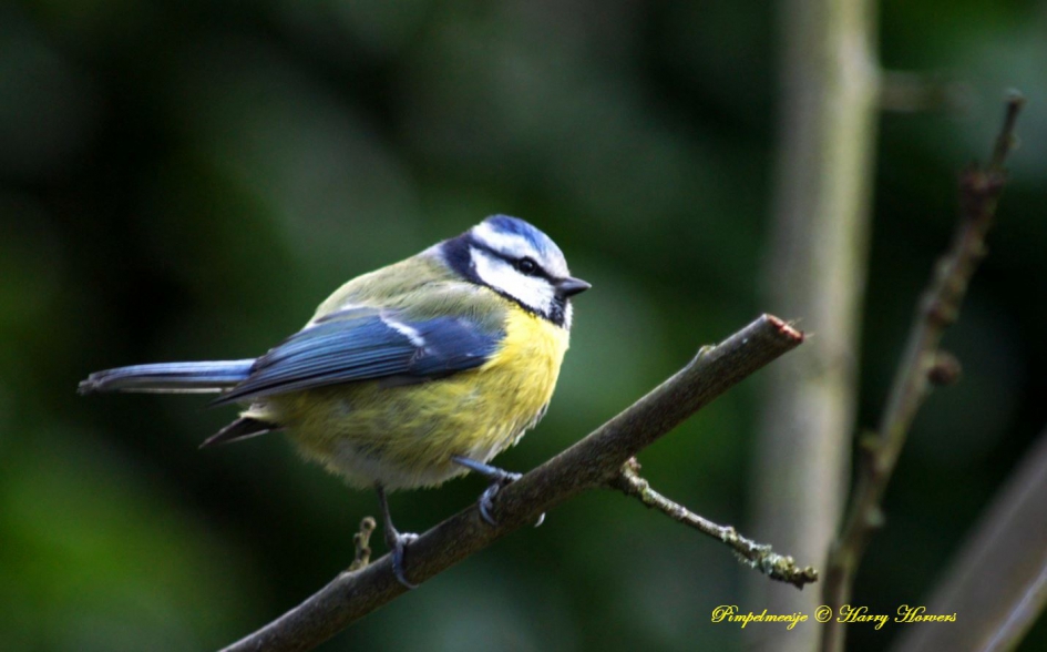 Pimpelmeesje - Vogels - Pimpelmees